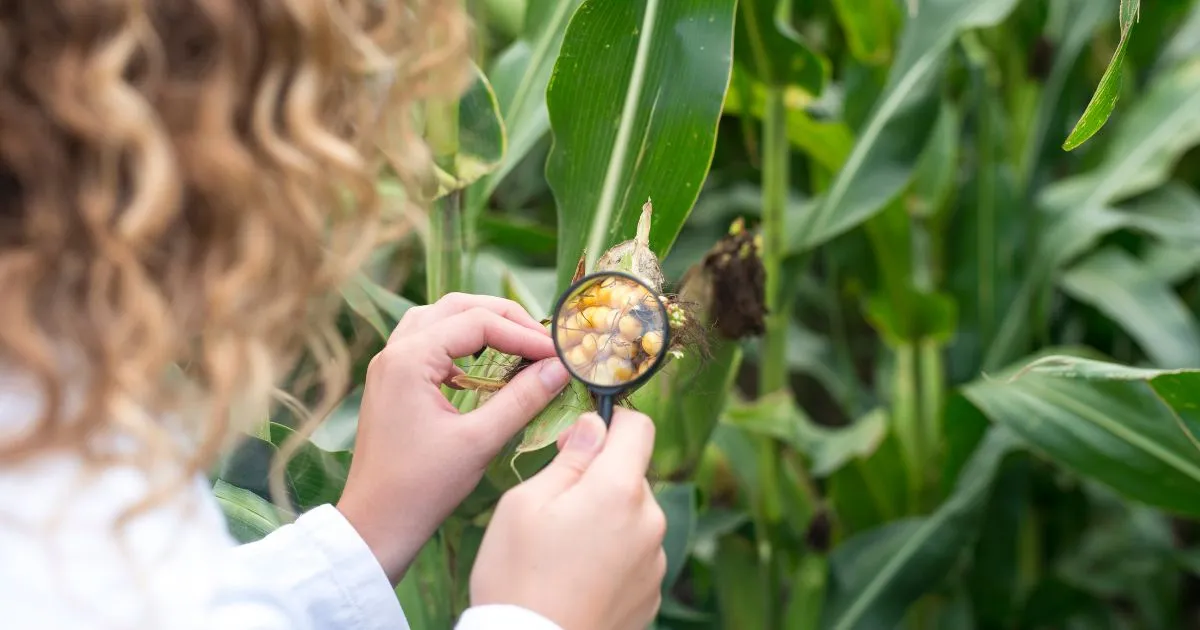 Corn Plant Care