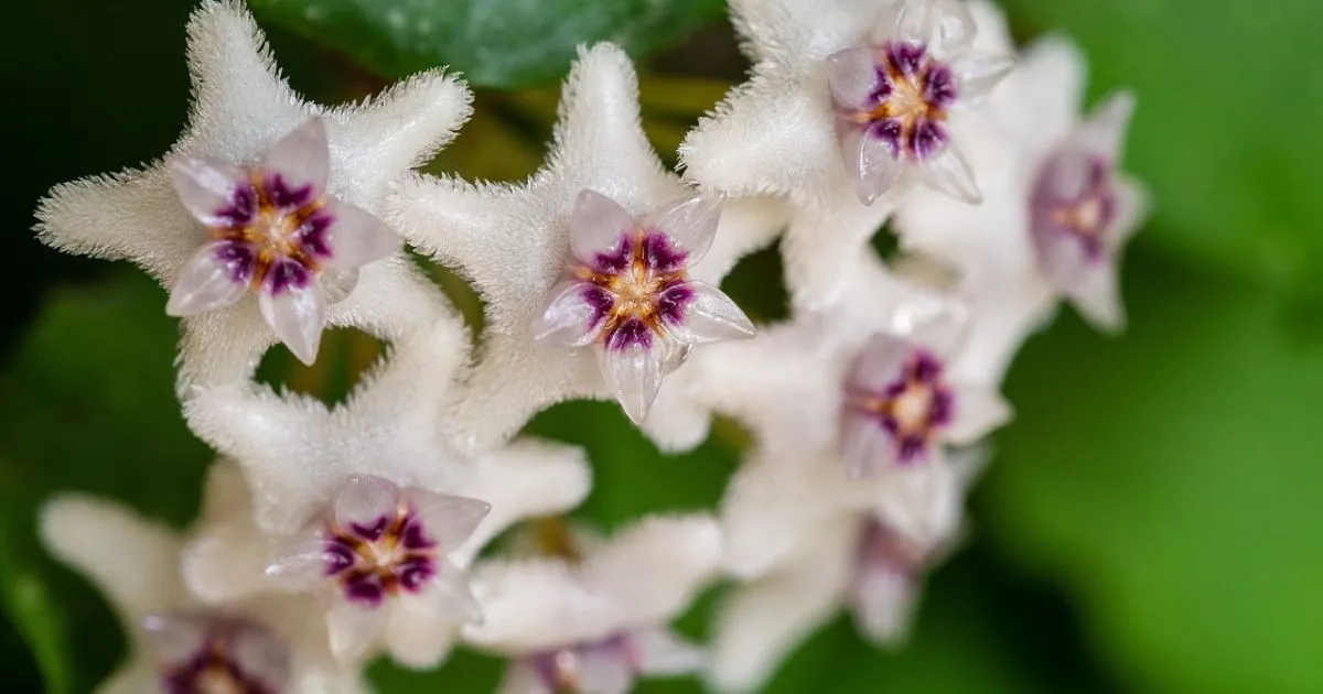 Hoya Carnosa