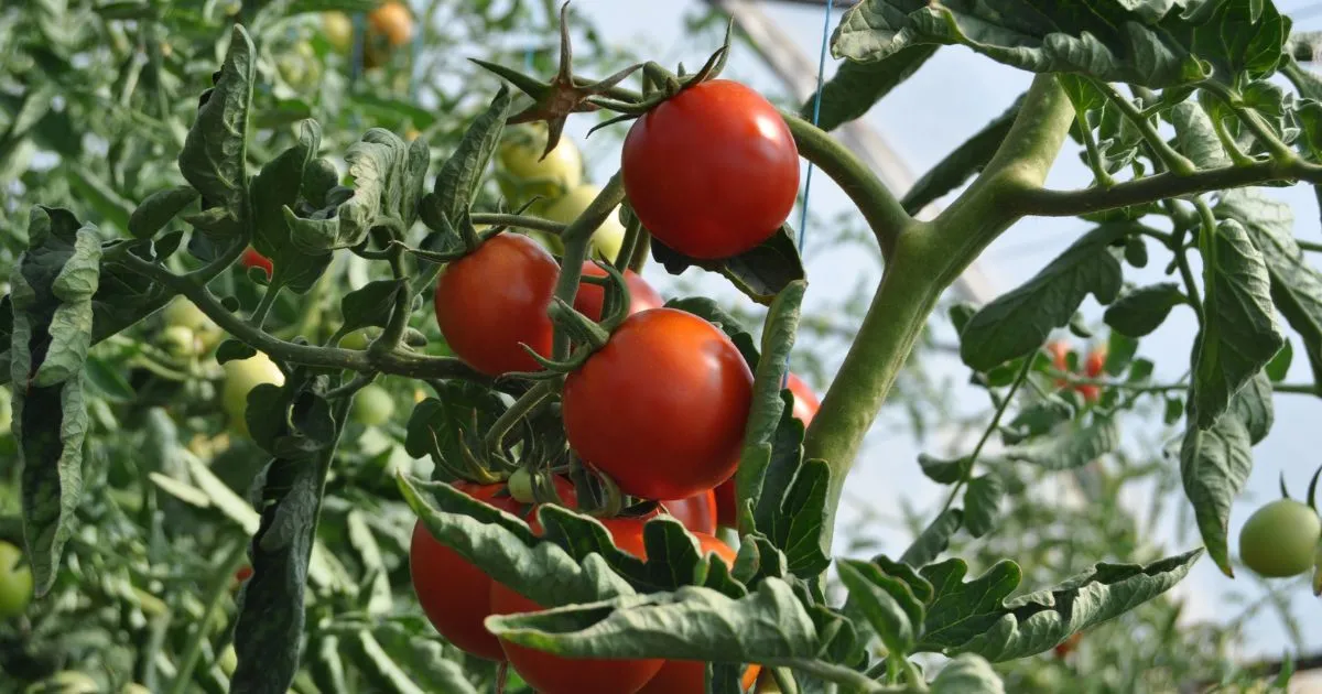 Growing Tomatoes Indoors