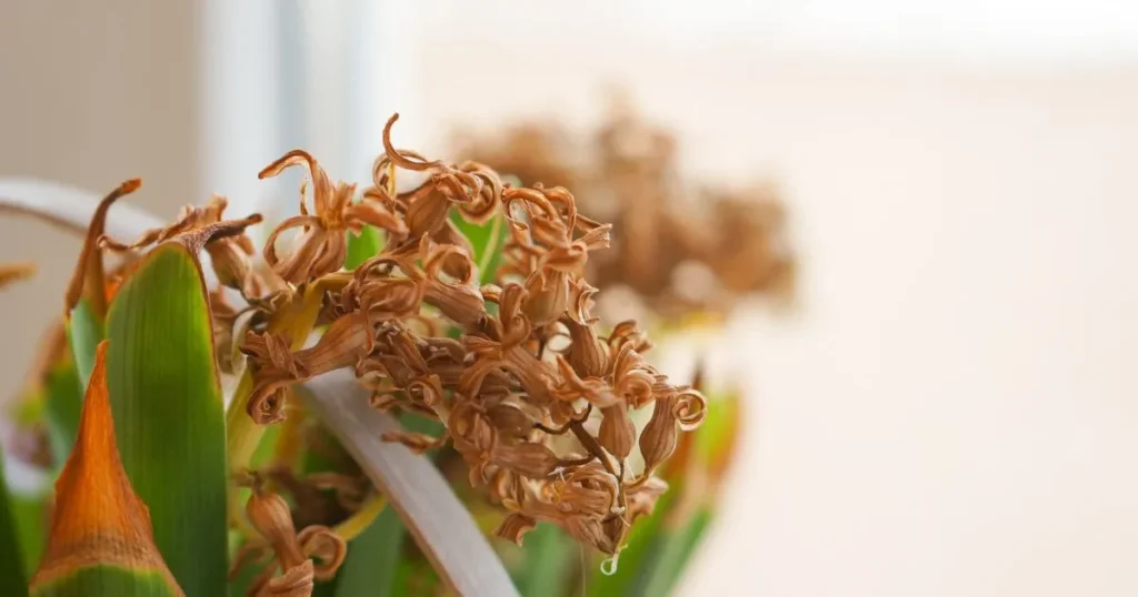 Dracaena Fragrans Care