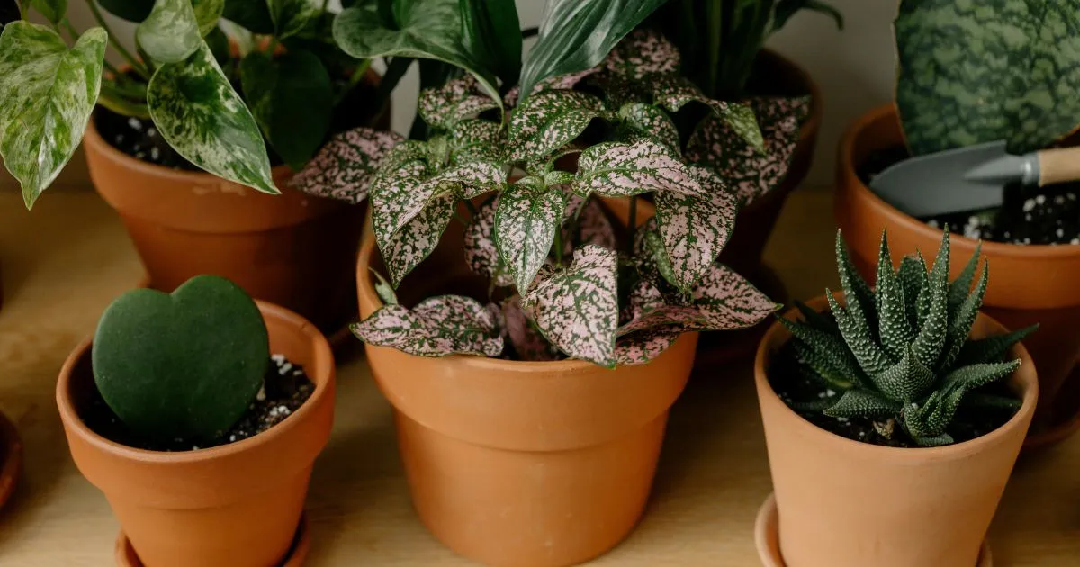 Hoya plants