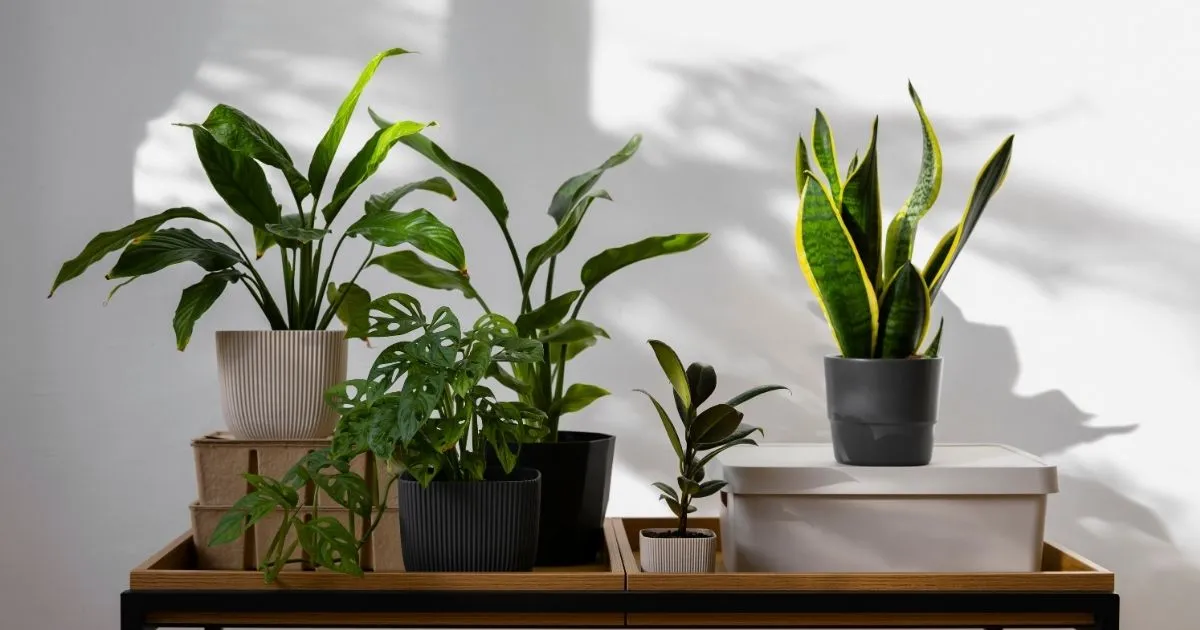 Easy Care Indoor Plants