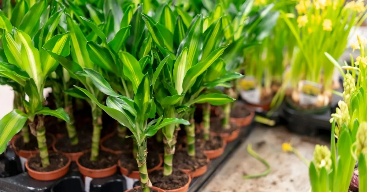 dracaena corn plant care